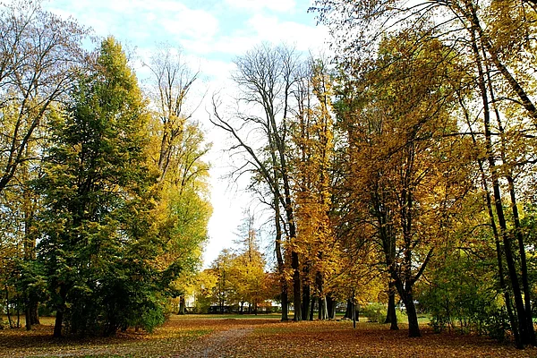 Prächtiges Farbenspiel der Laubbäume im Herbst entlang eines Weges im Stadtpark.