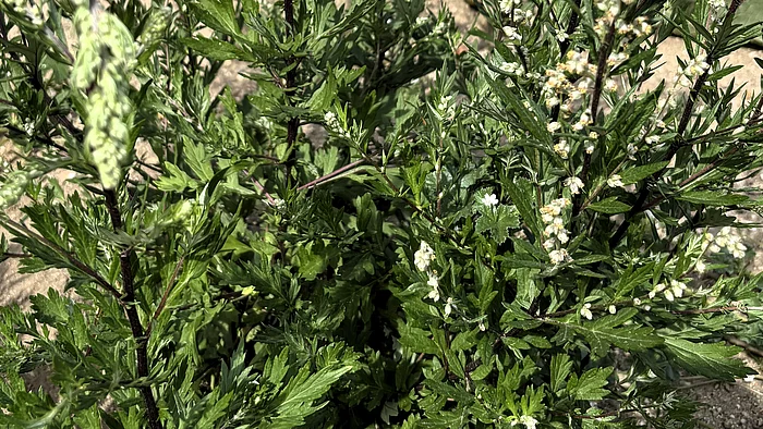 Eine verzweigte Beifußpflanze mit schmalen, tief eingeschnittenen Blättern und zahlreichen kleinen Blütenständen. Die rötlich-braunen Stängel tragen viele feine Triebe.