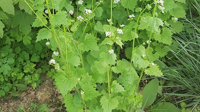 Knoblauchrauke (Alliaria petiolata)