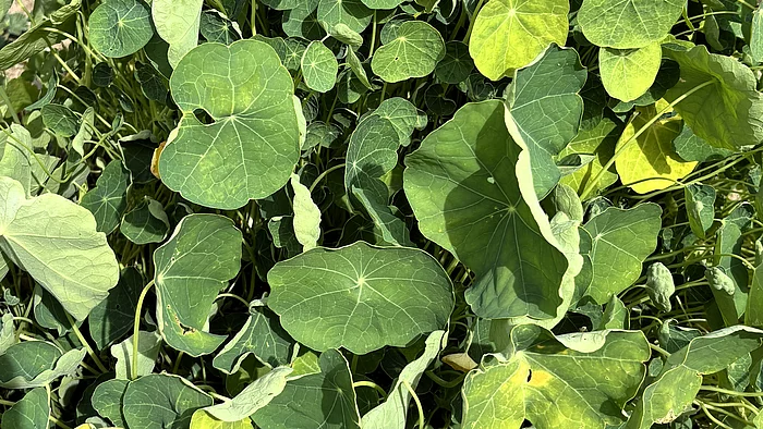 Ein dichter Teppich aus runden, schildförmigen Blättern der Kapuzinerkresse bedeckt den Boden. Die Blätter zeigen helle Blattadern und verschiedene Grüntöne.