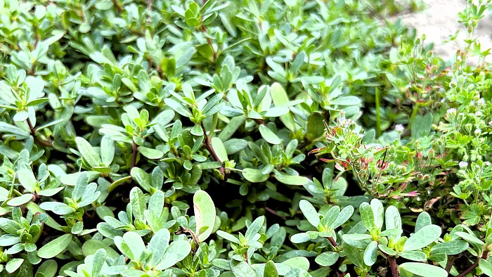 Ein teppichartig wachsender Sommerportulak mit kleinen, fleischigen, ovalen Blättern breitet sich auf sandigem Boden aus. Die rötlichen Stängel kriechen flach über den Boden.
