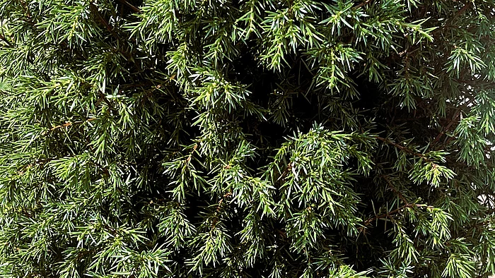 Ein dichter Wacholderstrauch mit vielen kurzen, nadelartigen Blättern bildet eine kompakte grüne Struktur aus eng verzweigten Trieben.