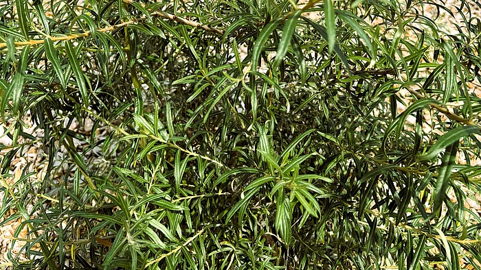 Ein dicht verzweigter Sanddornstrauch mit schmalen, silbrig-grünen Blättern wächst vor einer Hauswand. Die langen, schmalen Blätter stehen dicht an den dünnen Zweigen.