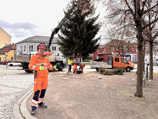 Mehrere Arbeiter in leuchtend orangefarbener Schutzkleidung bereiten mit Fahrzeugen und Werkzeugen das Aufstellen des großen Weihnachtsbaums auf dem Rathausplatz vor.