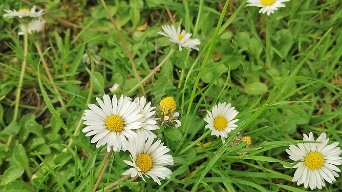 Gänseblümchen (Bellis perennis)