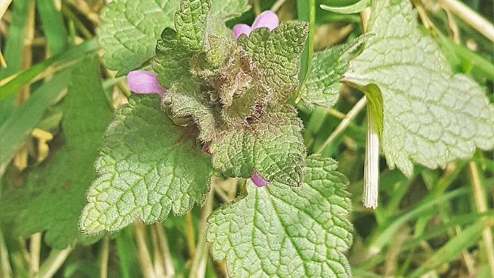 Taubnessel (Lamium album)