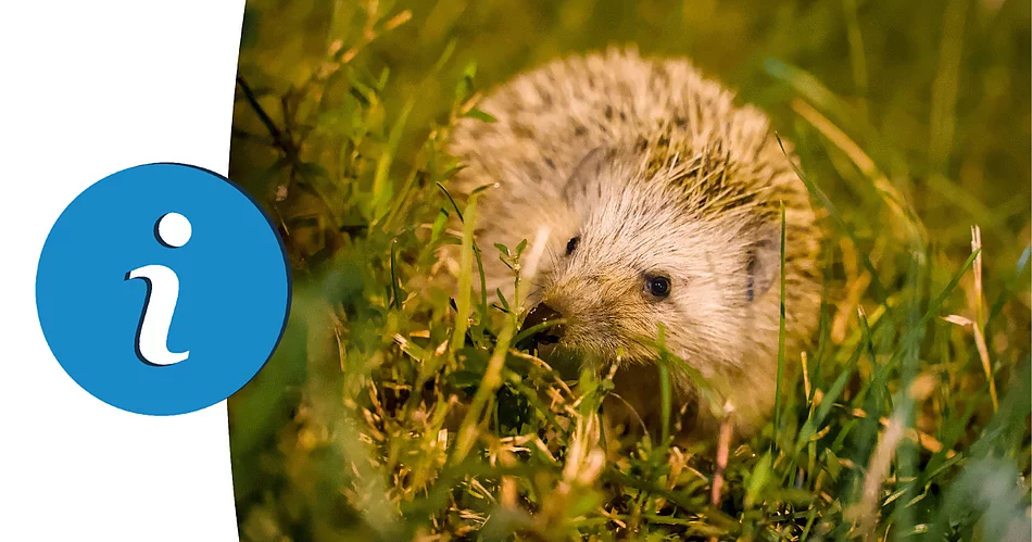 Auf dem Bild ist ein kleiner Igel zu sehen, der zwischen grünem Gras sitzt und vorsichtig mit der Nase durch die Halme schnuppert.