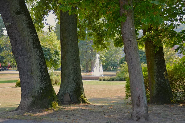 Blick durch die Baumstämme einer Baumgruppe in Richtung eines Springbrunnens. Alles im Schattenspiel.