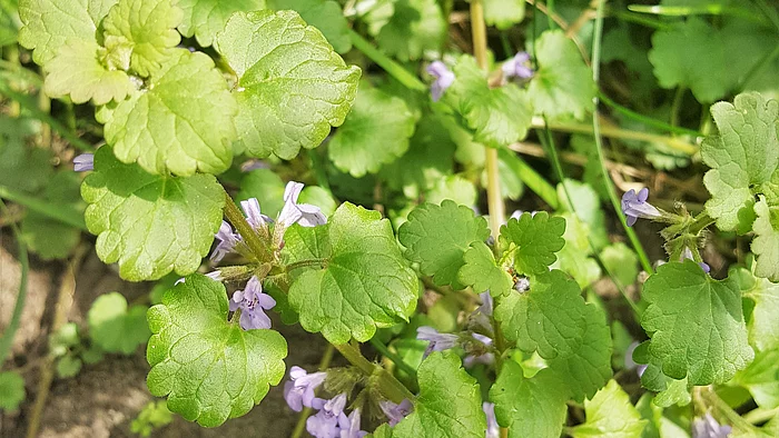 Gundermann (Glechoma hederacea)
