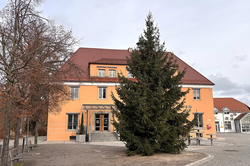 Vor dem orangefarbenen Rathaus steht ein großer, ungeschmückter Weihnachtsbaum auf dem Platz, umgeben von kahlen Herbstbäumen.