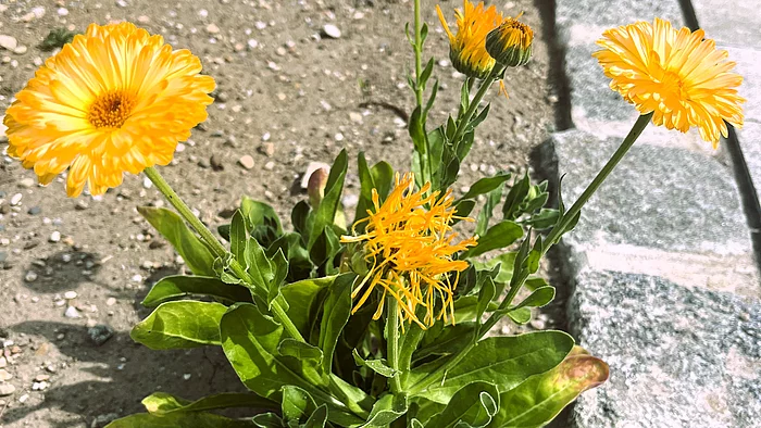 Eine leuchtend orangefarbene Ringelblume mit mehreren offenen Blüten und Knospen wächst in sandigem Boden neben einer gepflasterten Gartenkante. Die Blüten stehen auf langen Stielen über einer Rosette aus länglichen grünen Blättern.