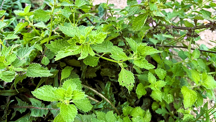 Eine Purpurrote Taubnessel mit gezähnten Blättern und kleinen violetten Blüten. Die Pflanze wächst locker verzweigt im Beet.
