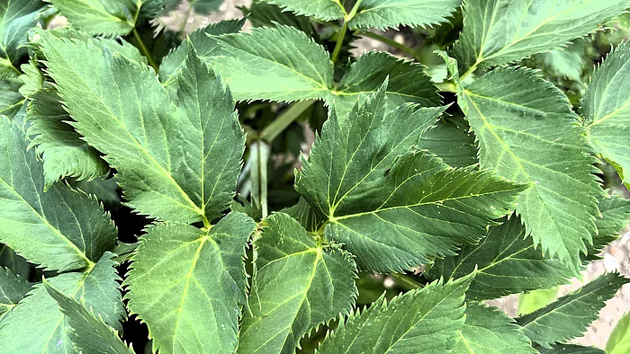 Große, kräftige Angelikablätter mit gezähnten Rändern bilden eine dichte grüne Blattstruktur. Die glänzenden, gefiederten Blätter wachsen buschig aus dem Boden und überlappen sich.