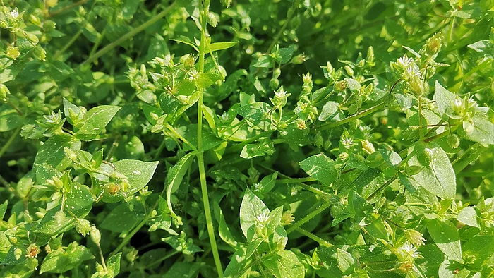 Vogelmiere (Stellaria media)