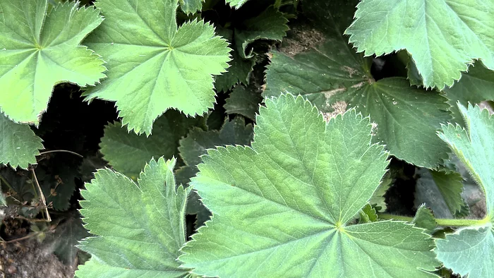 Frauenmantel mit großen, fächerförmigen Blättern, deren gezackte Ränder einen dekorativen Sternrand bilden. Die samtigen Blätter liegen dicht übereinander und bilden eine dichte Blattdecke.