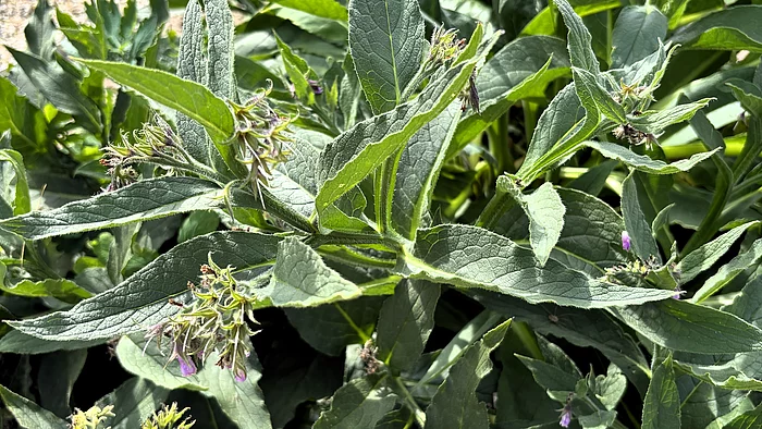 Ein kräftiger Beinwell mit großen, länglichen, leicht behaarten Blättern. Zwischen den Blättern hängen kleine, glockenförmige Blüten in zarten violetten Farbtönen.