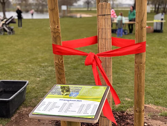 Ein neu gepflanzter Baum ist mit einer roten Schleife geschmückt, daneben steht eine Informationstafel mit der Aufschrift „Jahrgangsbaum 2025“.