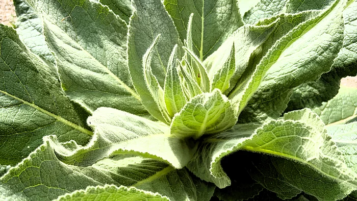 Eine Rosette aus großen, graugrünen, stark behaarten Blättern der Königskerze breitet sich am Boden aus. Die Blätter sind weich, dick und leicht gewellt.