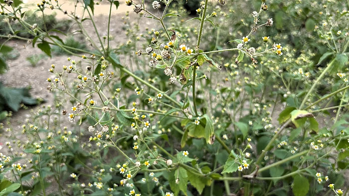 Ein verzweigtes Franzosenkraut mit vielen kleinen Blütenköpfen aus gelber Mitte und kurzen weißen Blütenblättern. Die Pflanze wächst buschig und locker im Beet.