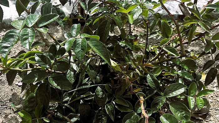 Eine junge Kletterrose wächst mit glänzenden, dunkelgrünen Blättern und mehreren verzweigten Trieben aus dem Boden. Die Pflanze steht nahe einer Rankhilfe im Gartenbeet.