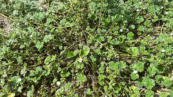 Eine flach ausgebreitete Malvenpflanze mit vielen rundlichen, leicht gelappten Blättern wächst über den Boden. Zwischen den Blättern sind kleine, zarte Blüten zu sehen.