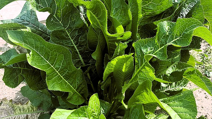 Ein kräftiger Meerrettichhorst mit großen, länglichen, stark geäderten Blättern wächst dicht aus dem Boden. Die Blätter stehen aufrecht und bilden eine dichte Blattgruppe.
