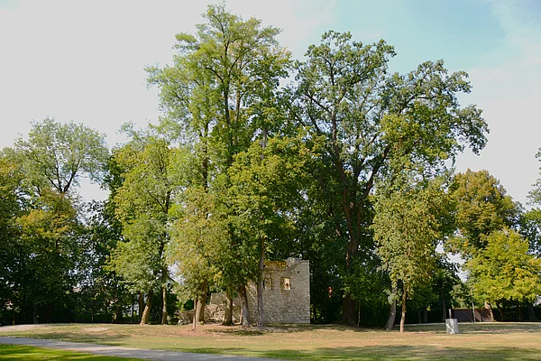 Ein brüchiges Steingebäude inmitten sehr großer, alter Bäume inmitten des Stadtparks.