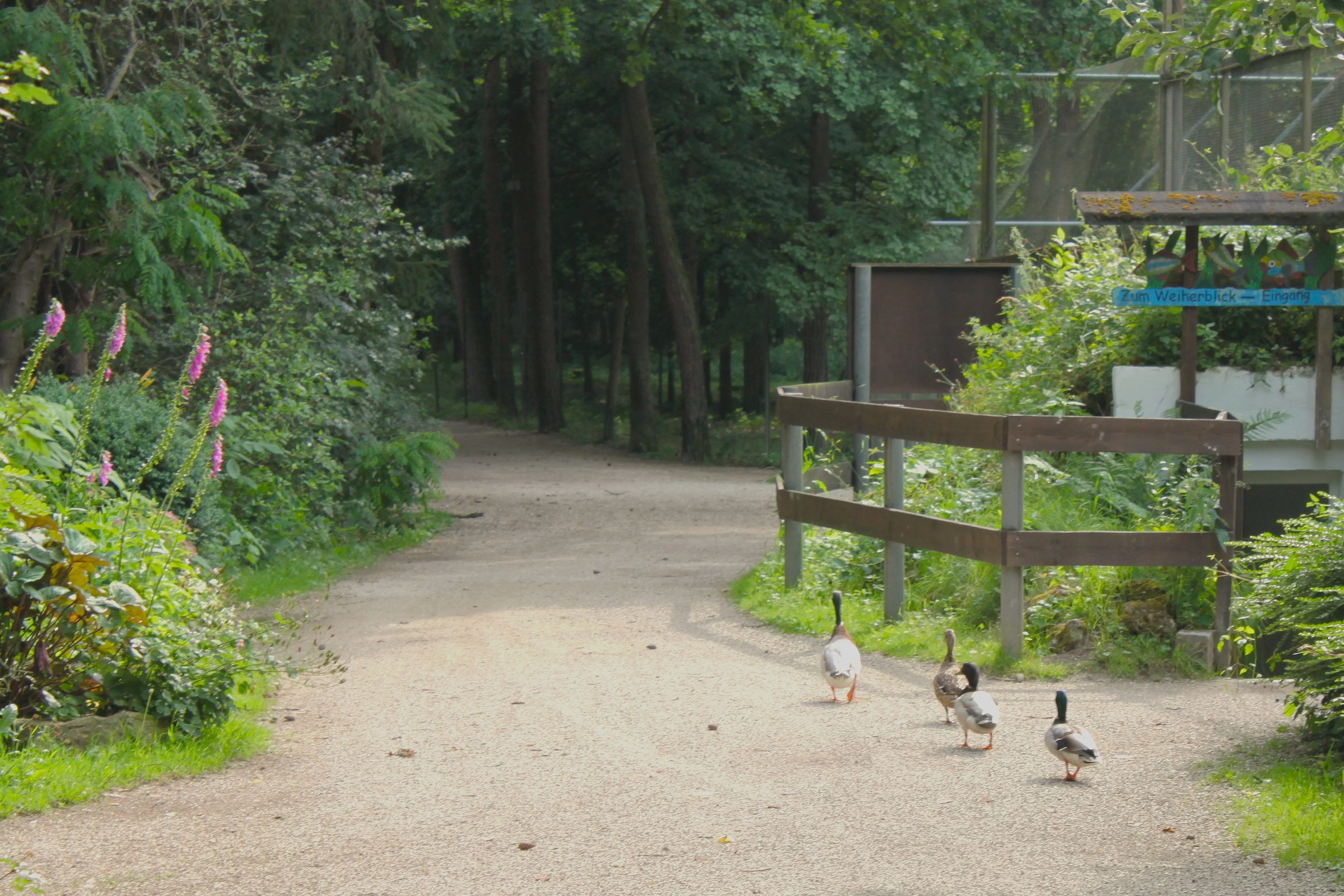 Ein Schotterweg der von einer Lichtung in den Wald führt, an dem eine Gruppe von Gänsen entlang wandert.