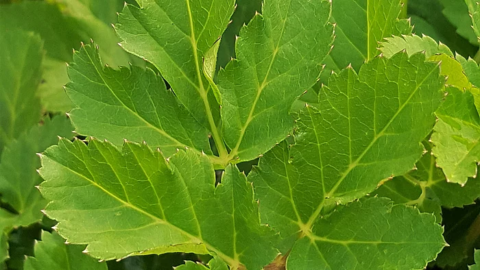 Giersch (Aegopodium podagraria)