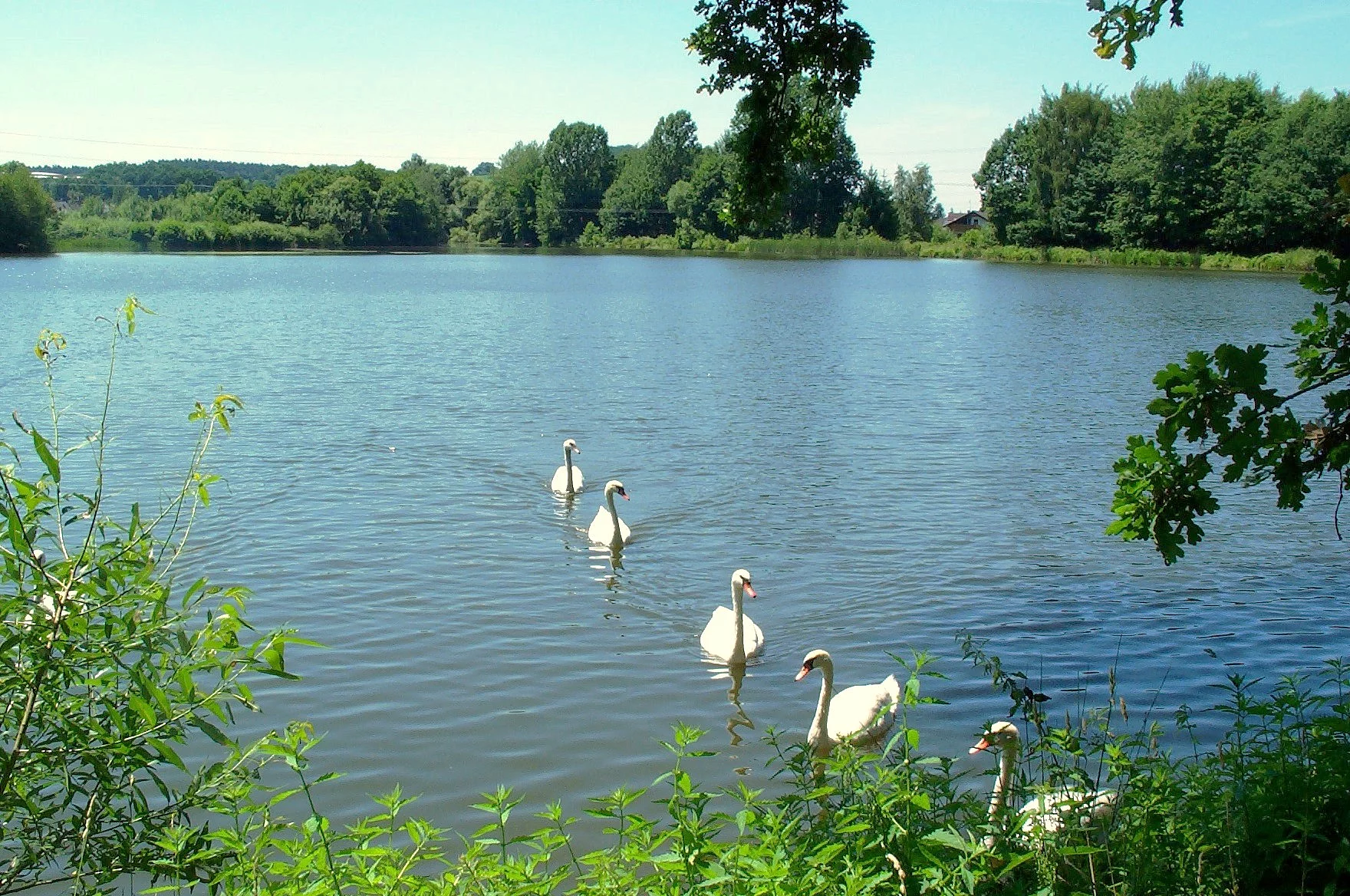 Eine Gruppe prächtiger Schwäne schwimmt auf einem idyllisch gelegenen See in Richtung Ufer.