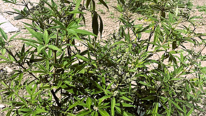 Ein buschiger Mönchspfeffer mit schmalen, fingerförmig angeordneten Blättern. An den Triebspitzen bilden sich violette Blütenstände.