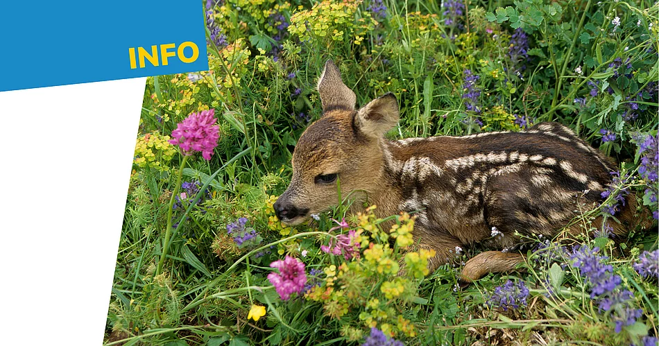 Ein junges Rehkitz liegt regungslos in einer blühenden Wiese zwischen violetten, gelben und rosafarbenen Wildblumen sowie hohem Gras. Das braun gefärbte Fell mit den typischen weißen Flecken tarnt das Tier hervorragend in seiner natürlichen Umgebung. Das Kitz blickt aufmerksam zur Seite und ist von dichter Vegetation umgeben – ein typisches Versteck in den ersten Lebenswochen.