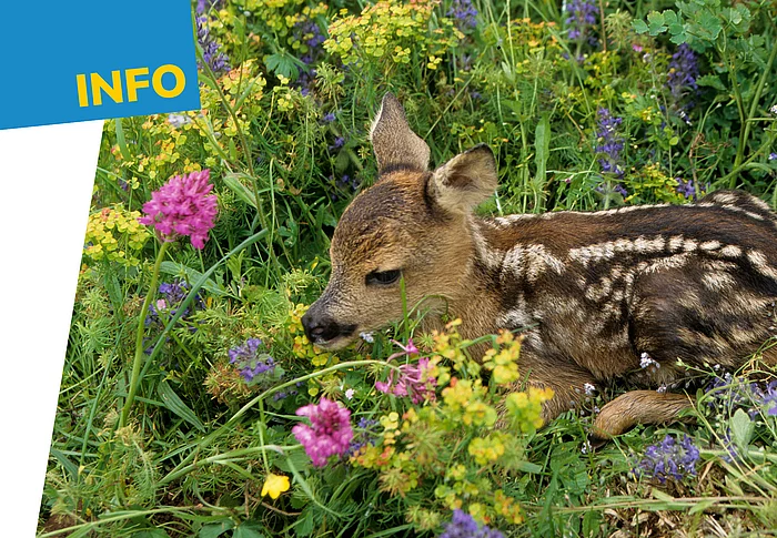 Ein junges Rehkitz liegt regungslos in einer blühenden Wiese zwischen violetten, gelben und rosafarbenen Wildblumen sowie hohem Gras. Das braun gefärbte Fell mit den typischen weißen Flecken tarnt das Tier hervorragend in seiner natürlichen Umgebung. Das Kitz blickt aufmerksam zur Seite und ist von dichter Vegetation umgeben – ein typisches Versteck in den ersten Lebenswochen.