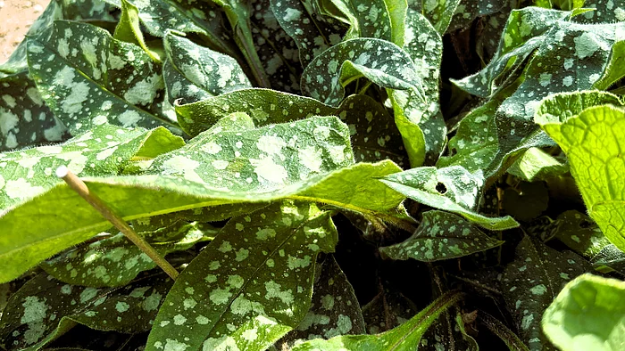 Ein dichter Bestand aus länglichen grünen Blättern mit charakteristischen weißen Flecken. Die Blätter bilden eine bodennahe Rosette.