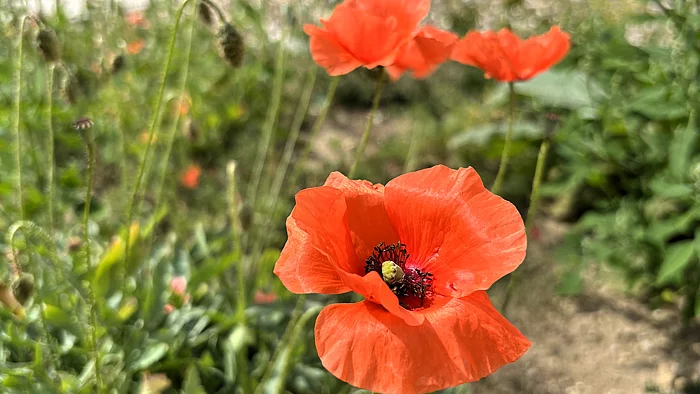 Eine leuchtend rote Klatschmohnblüte mit dunkler Mitte steht auf einem dünnen Stängel über dem Beet. Weitere Mohnblüten und Knospen sind im Hintergrund unscharf zu sehen.