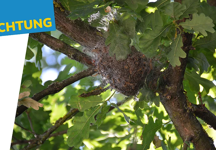Zwischen den Ästen und Blättern einer Eiche befindet sich ein großes, von feinen Gespinsten umhülltes Nest des Eichenprozessionsspinners. Das dichte Gespinst umschließt einen Astgabelbereich und ist von grünem Laub umgeben. Links im Bild weist der Schriftzug „Achtung“ auf die potenzielle Gefahr hin.