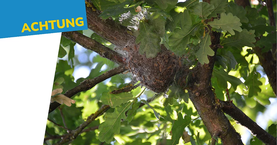 Zwischen den Ästen und Blättern einer Eiche befindet sich ein großes, von feinen Gespinsten umhülltes Nest des Eichenprozessionsspinners. Das dichte Gespinst umschließt einen Astgabelbereich und ist von grünem Laub umgeben. Links im Bild weist der Schriftzug „Achtung“ auf die potenzielle Gefahr hin.