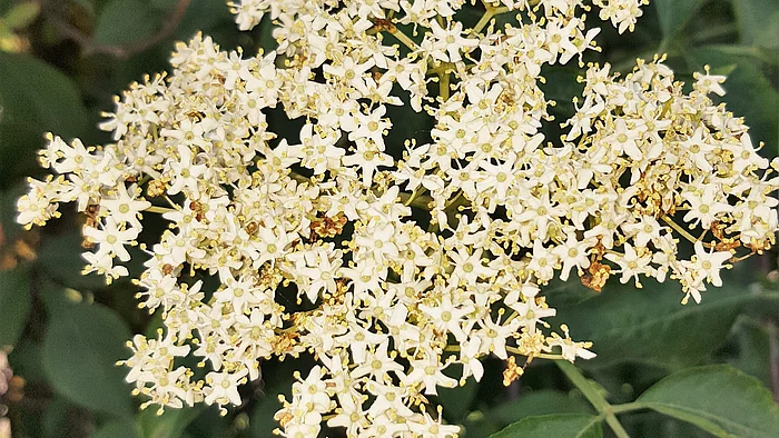 Holunder (Sambucus nigra)