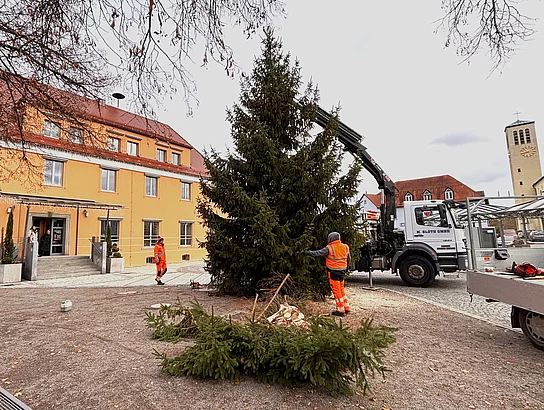 Ein großer Kran richtet den Weihnachtsbaum vor dem Rathaus aus, während mehrere Arbeiter in orangefarbener Kleidung die Position des Baums überprüfen.