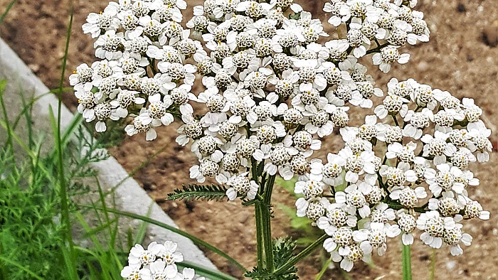 Schafgarbe (Achillea millefolium)