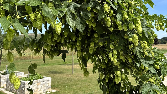 Eine üppig bewachsene Hopfenranke hängt über einem Gartenbogen. Zahlreiche grüne Hopfenzapfen und große, gelappte Blätter bedecken die Pflanze.