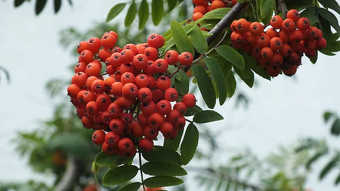 Ein Ast der Eberesche trägt dichte Büschel aus zahlreichen kleinen, orange-roten Beeren. Die Früchte hängen in großen Trauben zwischen gefiederten Blättern mit vielen schmalen, gezähnten Blattfiedern. Der Hintergrund ist leicht unscharf, wodurch die leuchtenden Beeren besonders hervortreten.