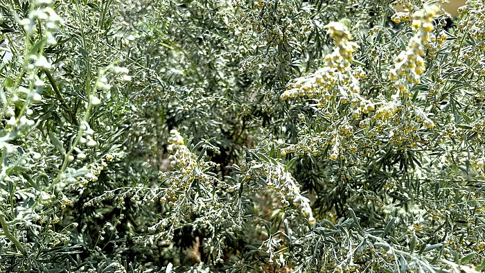 Ein silbrig-grauer Wermutstrauch mit fein gefiederten Blättern und vielen kleinen, kugeligen Blütenständen wächst üppig vor einer gelben Hauswand.