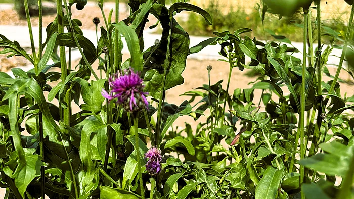 Eine violett blühende Wiesenflockenblume mit kugeligen Blütenköpfen und länglichen grünen Blättern wächst zwischen anderen Wildpflanzen. Einige Blüten sind bereits verblüht und zeigen die charakteristischen schuppigen Blütenstände.
