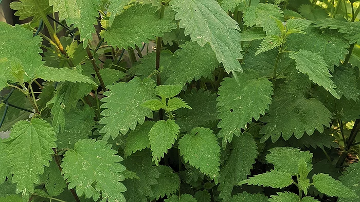 Brennnessel (Urtica dioica)
