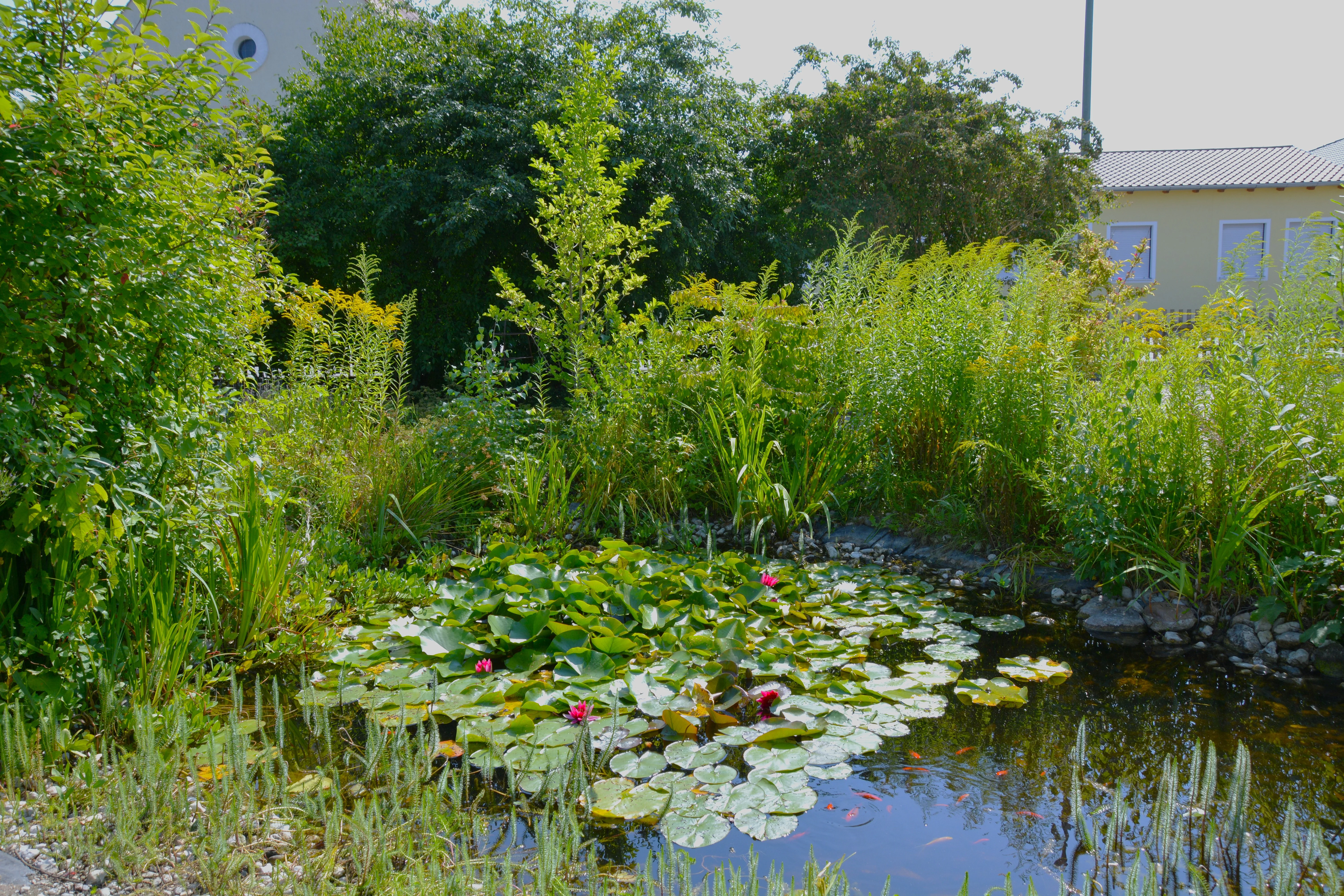 Ein Gartenteich mit Goldfischen und Seerosen, umwachsen von Ziersträuchern.