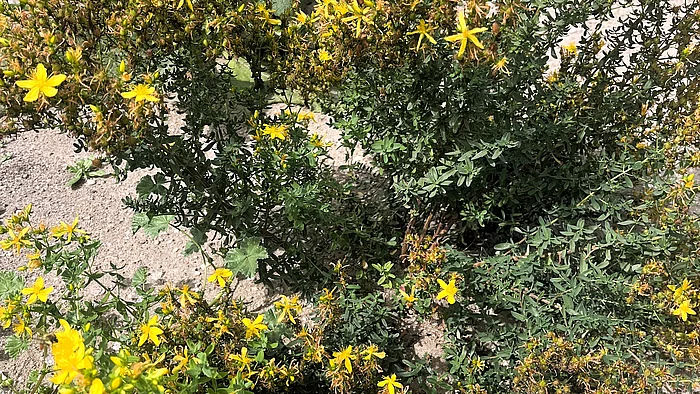 Ein niedriger Strauch Johanniskraut mit vielen leuchtend gelben sternförmigen Blüten. Zwischen den Blüten sind bereits trocknende Blütenstände zu sehen.