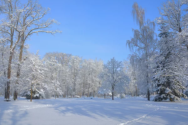 Schneedecke im Winter auf der Liegewiese mit weiß "gezuckerten" Bäumen.