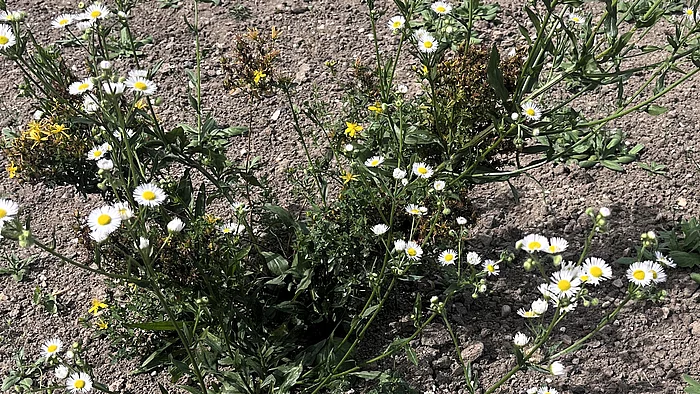 Ein locker wachsender Feinstrahl mit vielen kleinen weißen Blüten und gelber Mitte. Die dünnen Stängel verzweigen sich stark und tragen zahlreiche Blütenköpfchen.