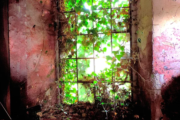 Ansicht eines Fensters vom rot leuchtenden Innenraum. Durch das industrielle Fenster schimmern grün leuchtende Efeublätter, die das Gebäude teils umwachsen.
